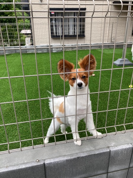 外構工事・ドックラン